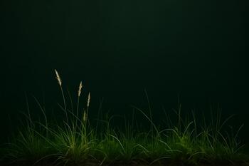 Апшерон: низкий злаковый бордюр вдоль дорожки