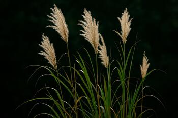 Баку: высокий злаковый экран у стены