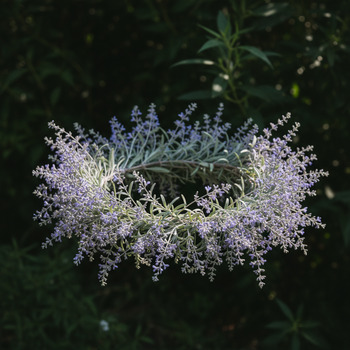 Форма кроны перовскии