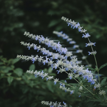 Соцветие перовскии крупным планом