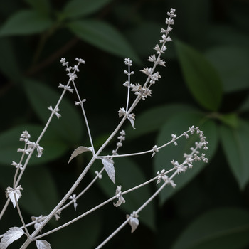 Серебристые стебли перовскии
