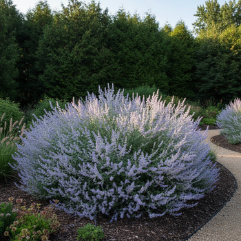 Перовския в саду: общий вид куста