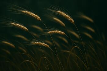 Злаки на ветру у прибрежной террасы